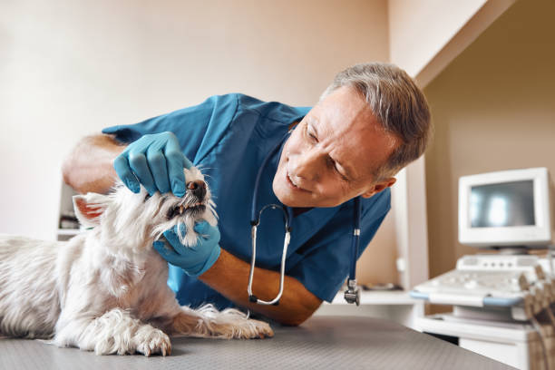 Best After-Hours Dental Trauma Care in Purcell, OK